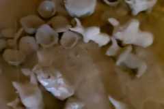 IMG-20210125-WA0036